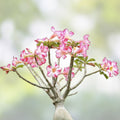 Desert Rose Cuttings Pink Adenium Obesum Succulent Live Plant Starter Bare Root Propagation