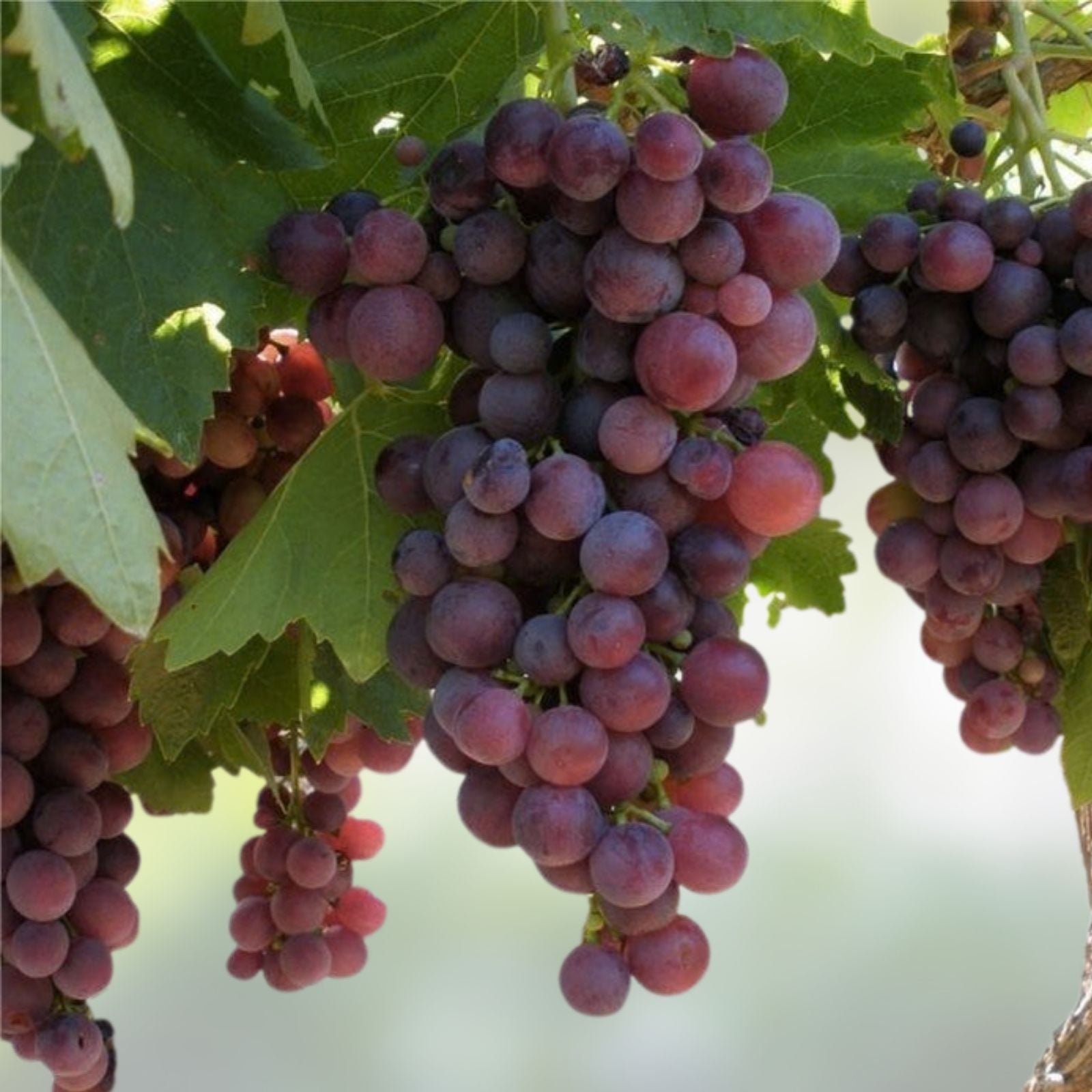 Crimson Thompson Grape Vine Bare Root Plant Seedless Table Grape Vitis vinifera for Home Garden