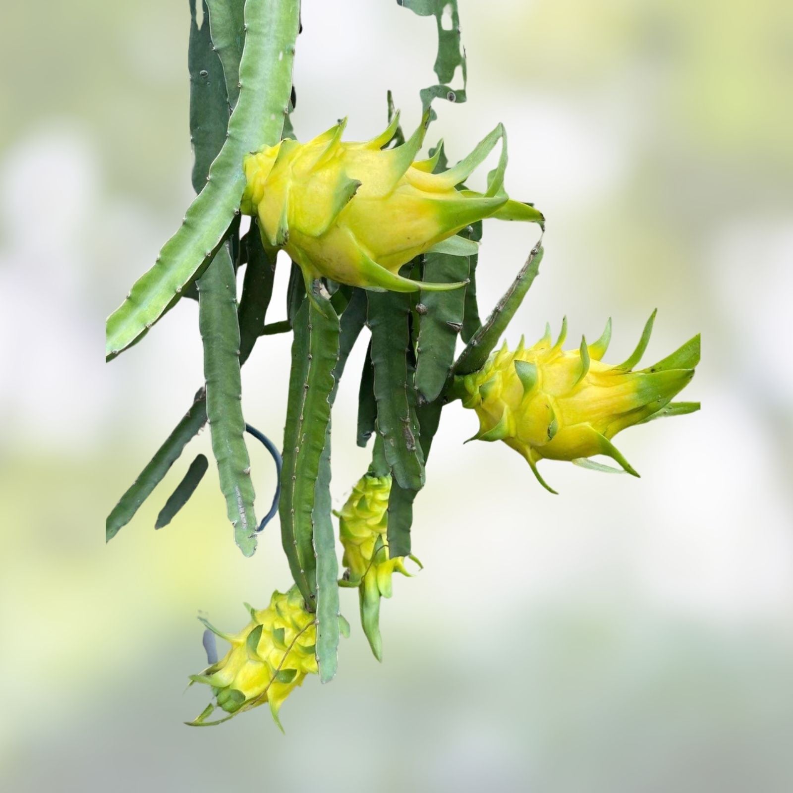 Colombian Yellow Dragon Fruit Cuttings 8 Pack 7+ Inch Hylocereus megalanthus Pitahaya Live Plant