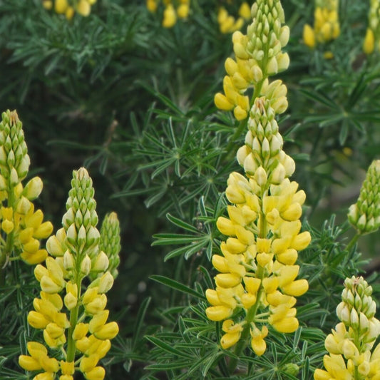 Lupine Seeds Golden Yellow 20+ Wildflower Seeds for Garden Landscaping Lupinus perennis Live Plant Cutting