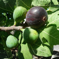 Fig Tree Cuttings Ronde de Bordeaux Black Ficus carica Edible Fruit Plant Starter 6 Pieces Live Plant Propagation