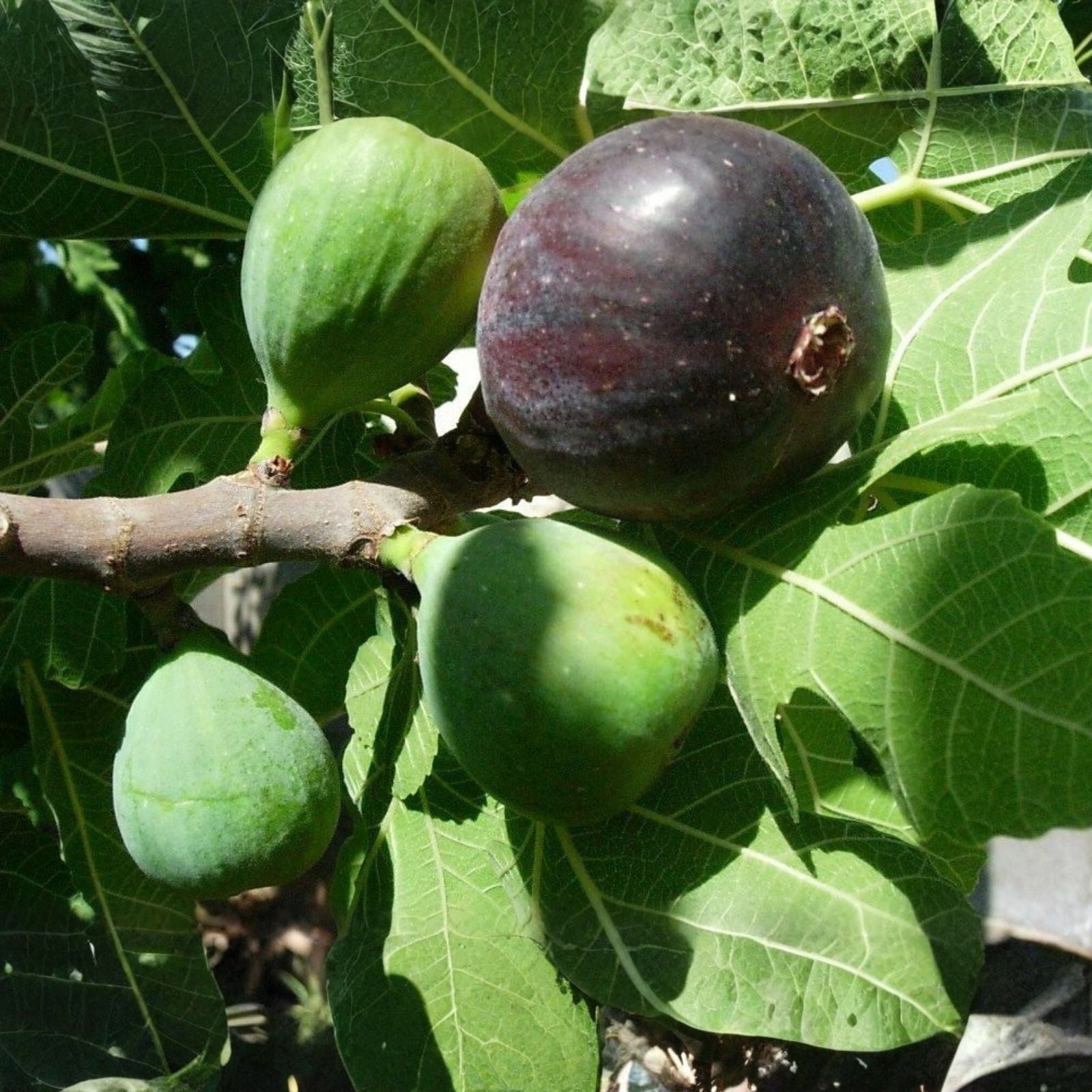 Fig Tree Cuttings Ronde de Bordeaux Black Ficus carica Edible Fruit Plant Starter 6 Pieces Live Plant Propagation