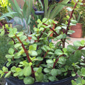 Dwarf Jade Cuttings 11 Pack Elephant Bush Succulent Plant Clippings Green Red Stem Portulacaria Afra Live Starter Plants