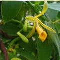 Vanilla Bean Orchid Cutting – 10-inch Fresh Vanilla Planifolia Tropical Flowering Plant, Fast Growing Vanilla Orchid Plant