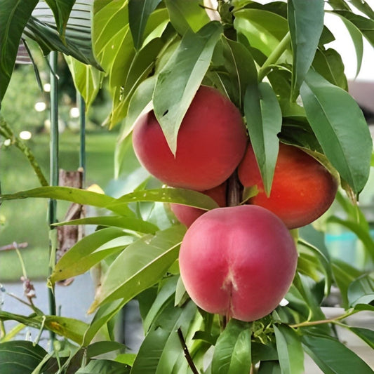 Organic Peach Tree Seeds Bare Root Starter Plant Prunus persica Fruit Tree USA Grown