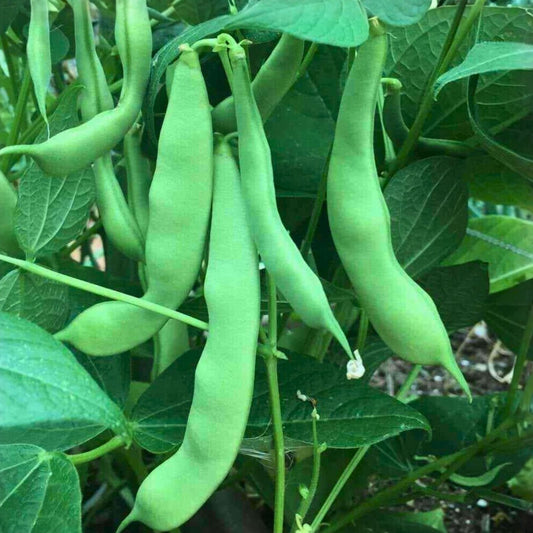 Heirloom Green Bean Seeds Commodore Bush Non-GMO Organic Phaseolus vulgaris Live Plant Starter 500+