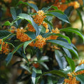 Fragrant Tea Olive Plant Rooted Starter Osmanthus fragrans Apricot Echo Garden Shrub - Fast Growing