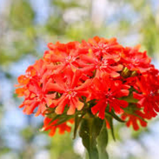 Maltese Cross Seeds 50 Count Red Perennial Flower Seeds for Garden Lychnis chalcedonica Planting