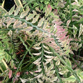 Variegated Pink Devil's Backbone Succulent Cutting 12” Euphorbia tithymaloides Live Plant Starter