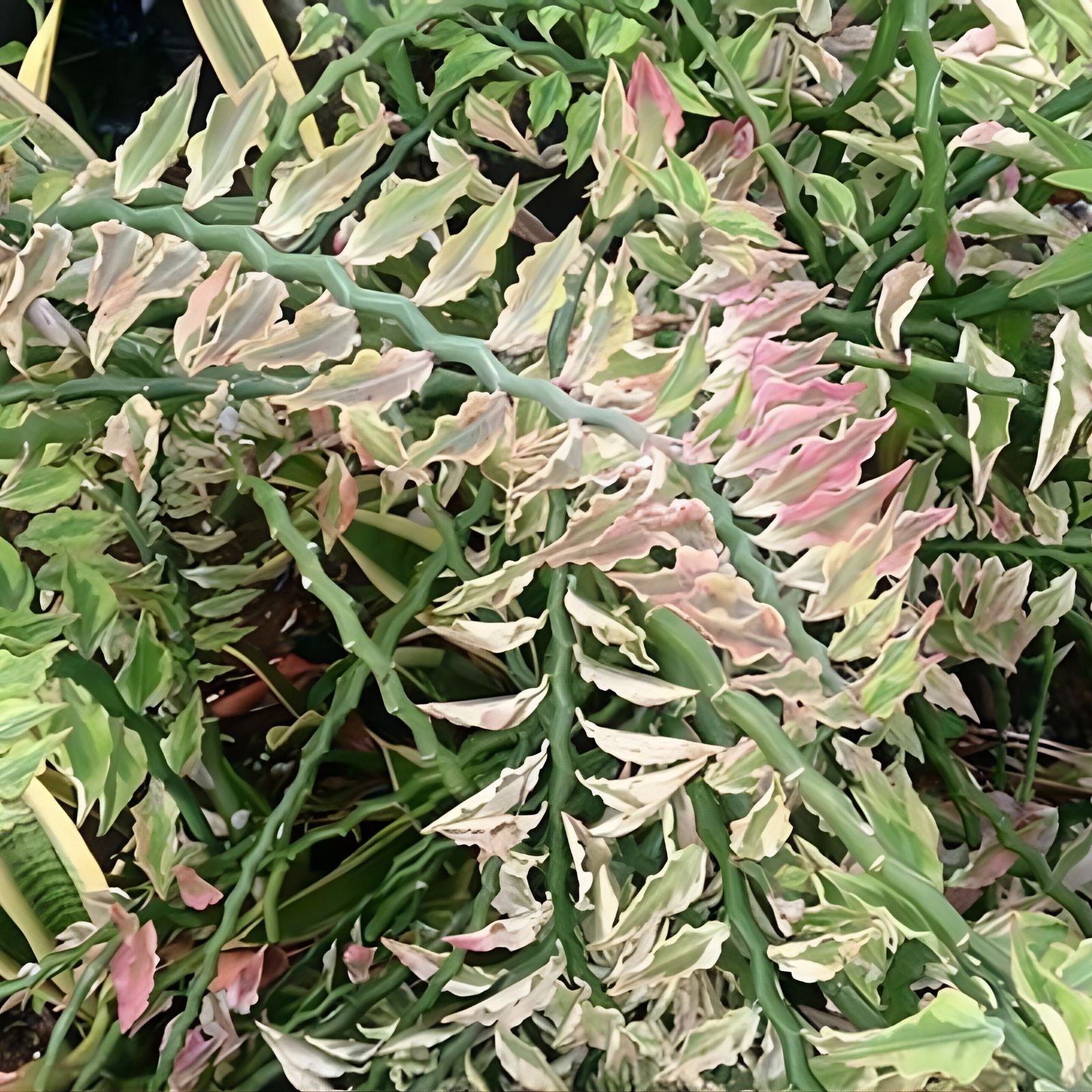 Variegated Pink Devil's Backbone Succulent Cutting 12” Euphorbia tithymaloides Live Plant Starter