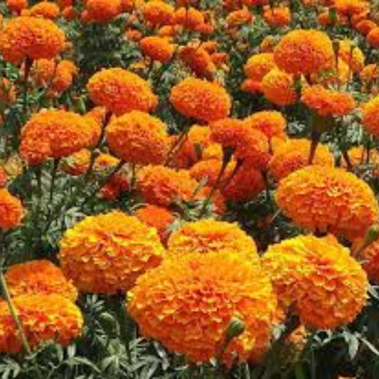 Marigold Seeds Cracker Jack Multi-Color Tagetes erecta Garden Flower Seeds 1000 Count for Planting and Gardening