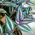 10 Wandering Jew & Arrowhead Vine Plant Cuttings, Tradescantia Zebrina & Syngonium Podophyllum, Live Houseplants, Starter Plants