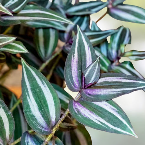 10 Wandering Jew & Arrowhead Vine Plant Cuttings, Tradescantia Zebrina & Syngonium Podophyllum, Live Houseplants, Starter Plants