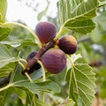 Fig Tree Starter Plant Ficus carica Edible Fruit Rooted Cutting Home Garden Plant
