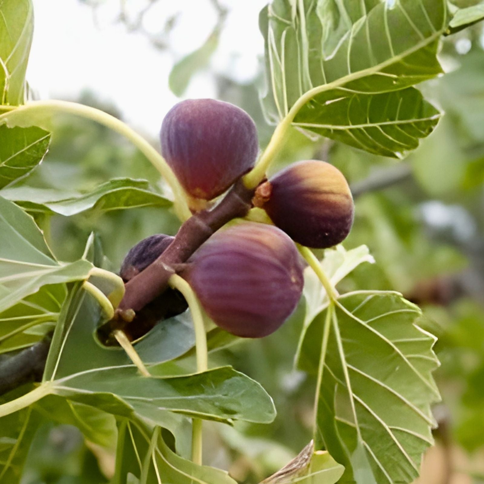 Fig Tree Starter Plant Ficus carica Edible Fruit Rooted Cutting Home Garden Plant