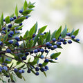 True Blue Sweet Myrtle Seeds 30 Count - Aromatic Herb, Garden Plant, Landscaping, Myrtus communis L., Live Plant, Starter Seed