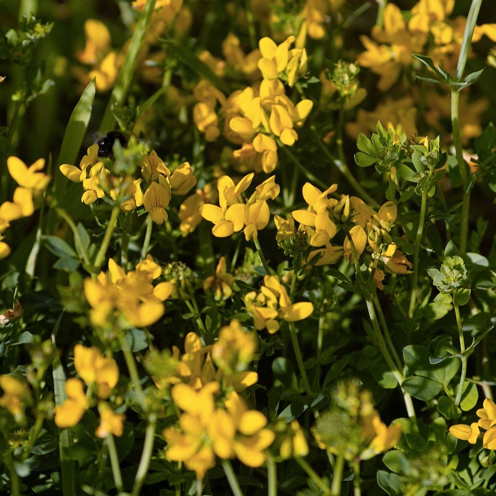 Birdsfoot Trefoil Seed 5 Pounds Forage Legume Pasture Hay Silage Medicago lupulina New Harvest