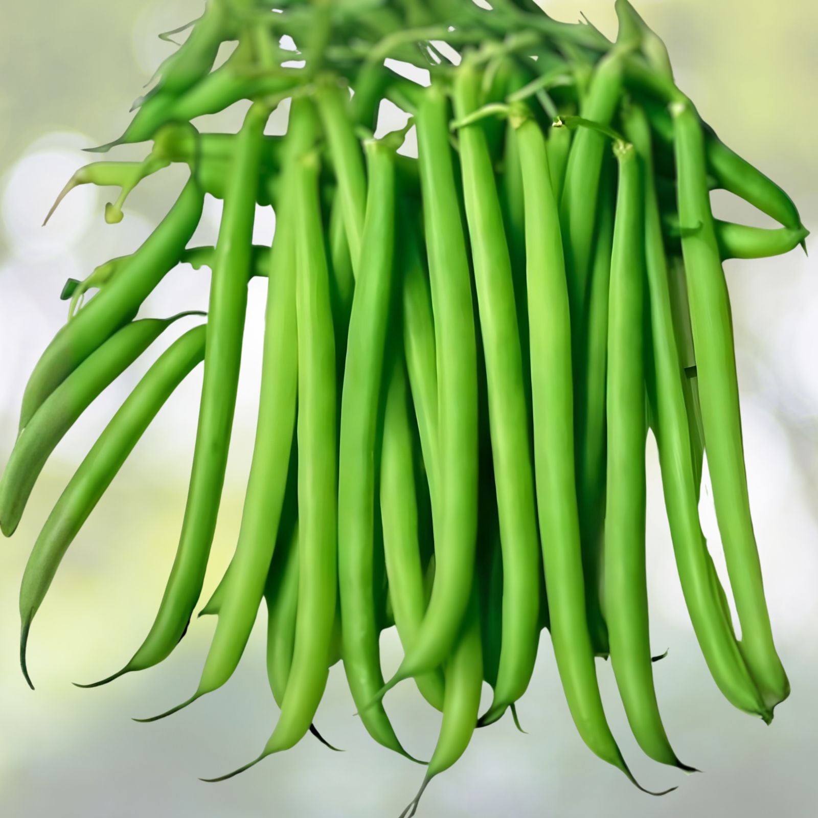 Slenderette Bush Bean Seeds Non-GMO Vegetable Seeds Phaseolus vulgaris Gardening Cooking 100+