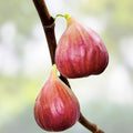 Fig Tree Seeds 40+ Pack Ficus carica Sweet Fruit Live Plant Cutting Bare Root Starter Plant USA Seller Free Shipping
