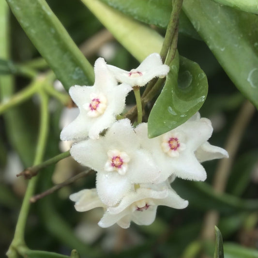 Hoya Longifolia Live Plant Starter Hanging Houseplant Indoor Green Foliage Frost-Sensitive