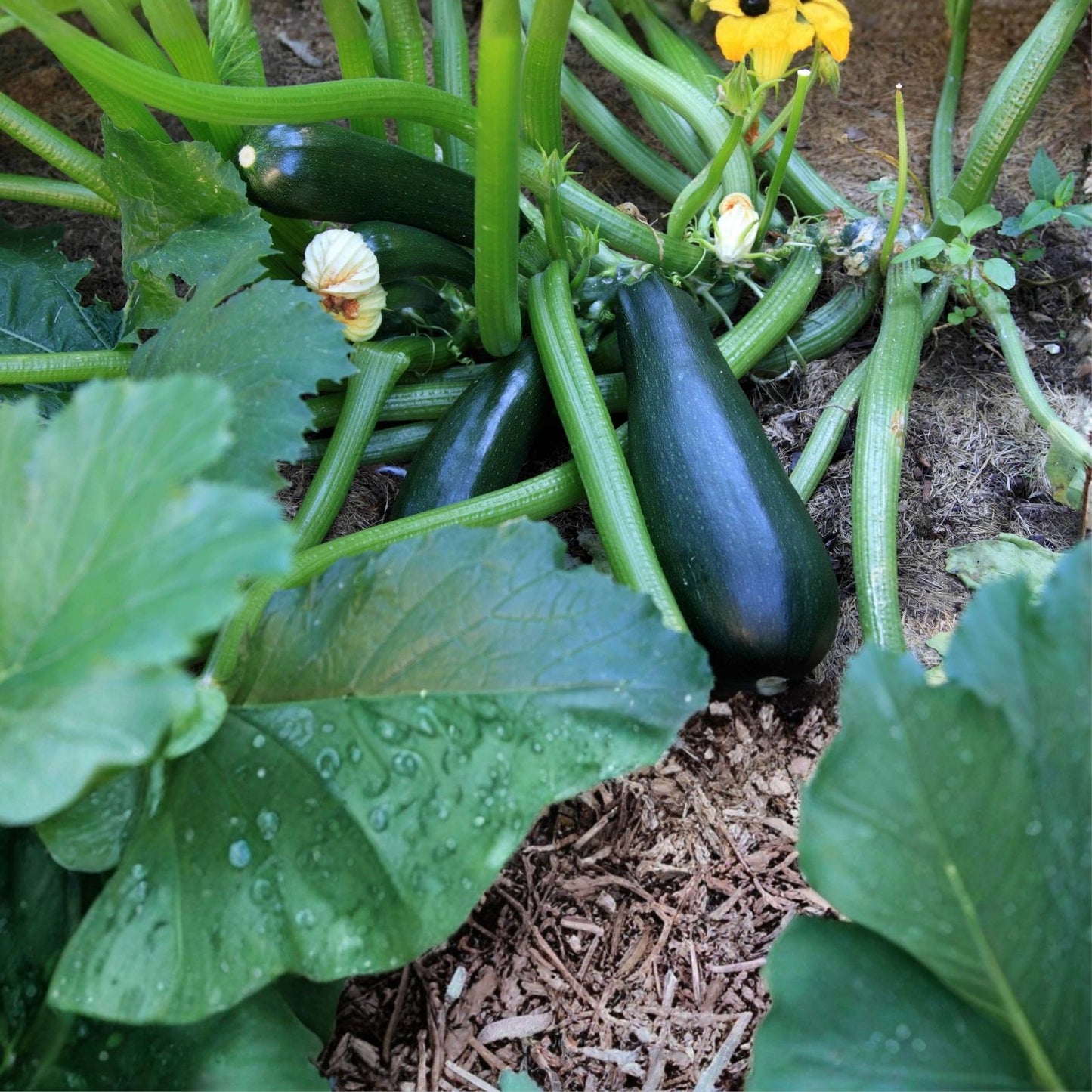 Heirloom Zucchini Seeds Long Dark Green Non-GMO Cucurbita pepo Vegetable Seeds 500+
