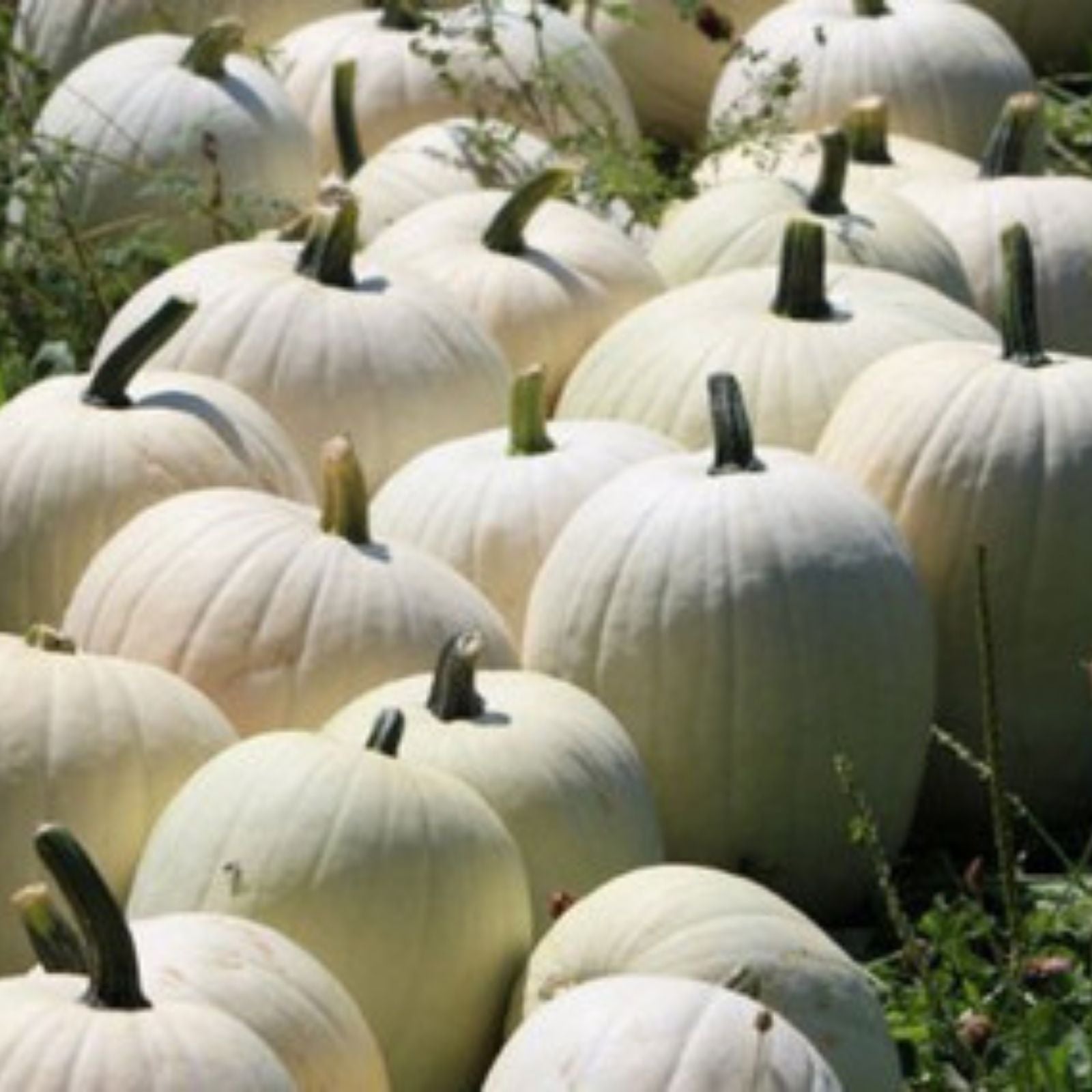 White Specter Pumpkin Seeds 10 Organic Heirloom Fall Garden Seeds USA Grown