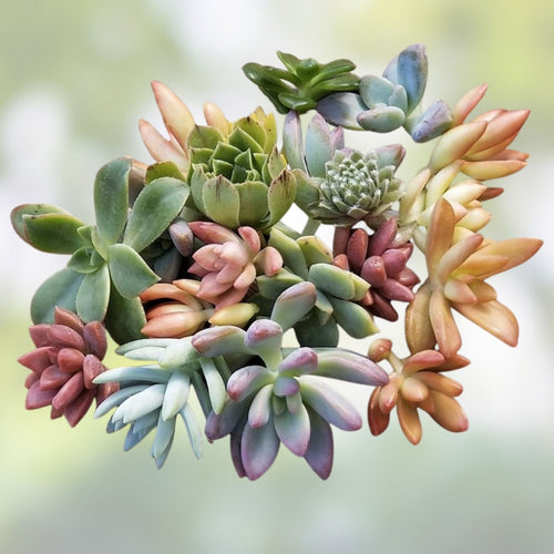 10 Mixed Live Succulent Cuttings Rosettes Pastels Red Jade DIY Arrangement Houseplants