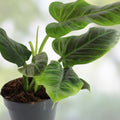Philodendron subhastatum Rooted Cutting Rare Tropical Houseplant Green Foliage Indoor Plant