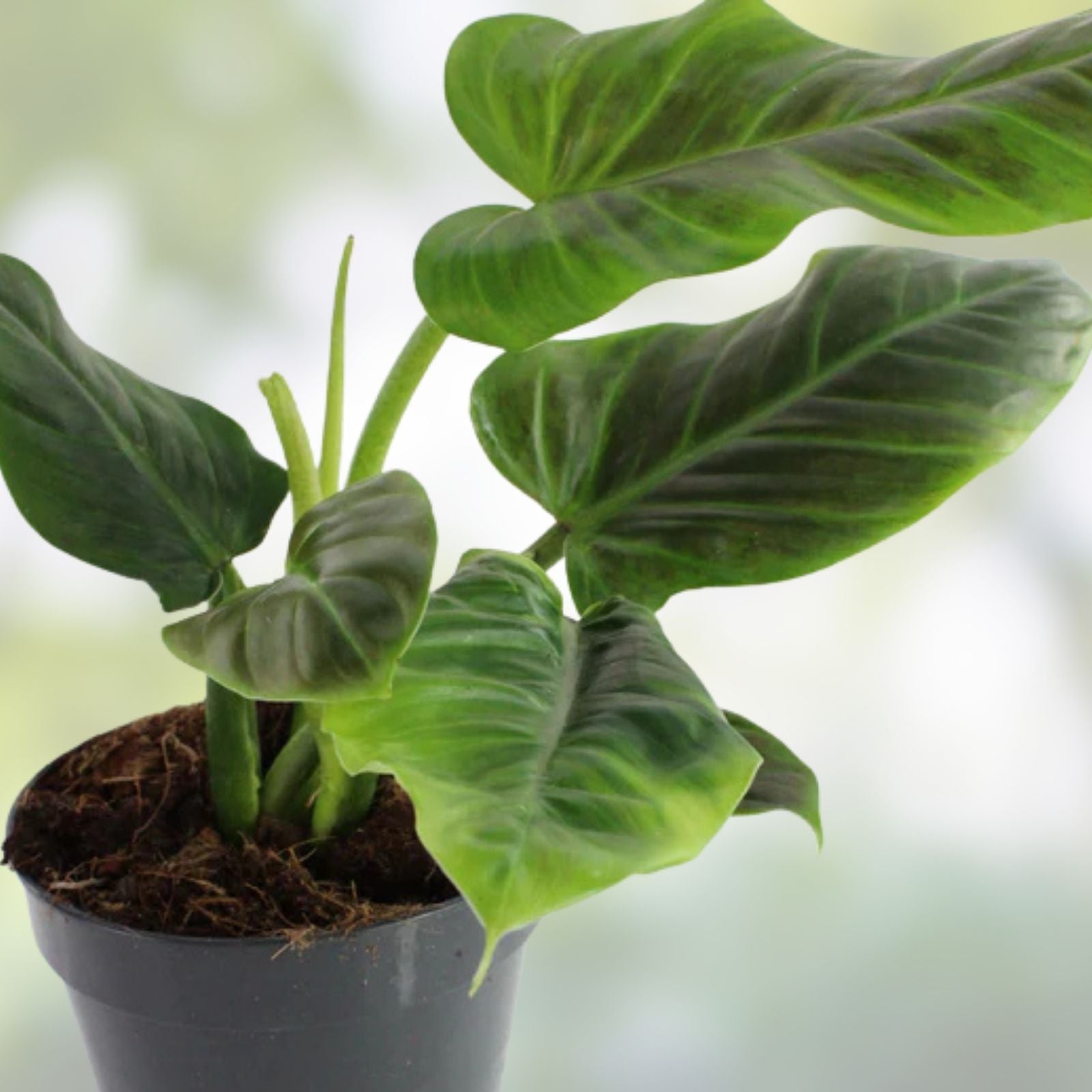 Philodendron subhastatum Rooted Cutting Rare Tropical Houseplant Green Foliage Indoor Plant