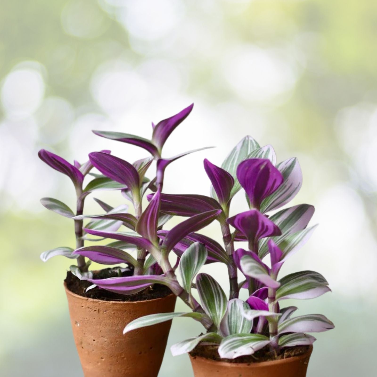 Tradescantia Nanouk Cuttings 3-4 inch Pink Wandering Jew Houseplant Starter Live Plant