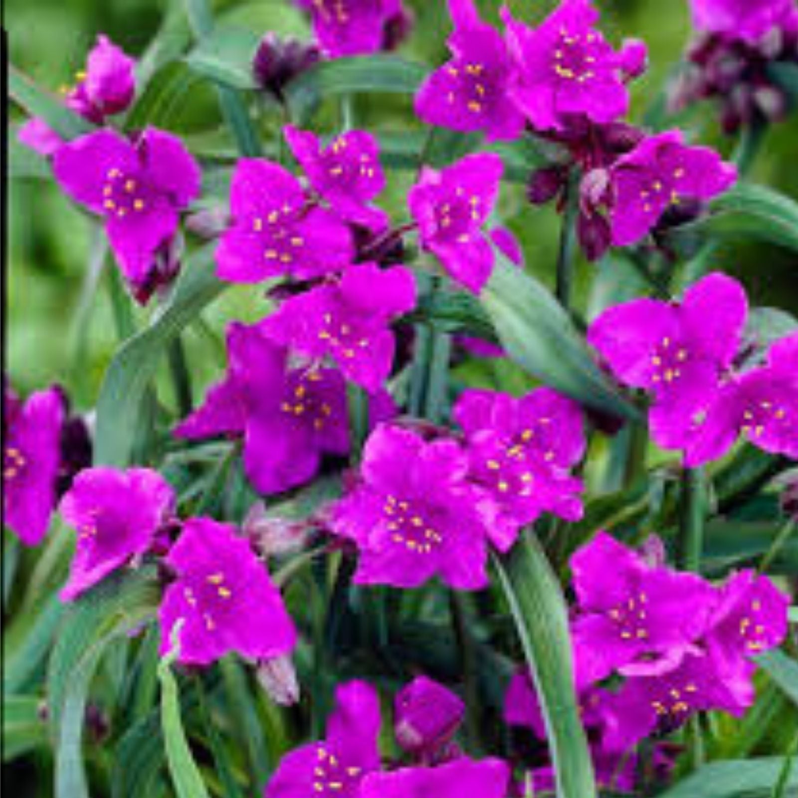 Tradescantia Concord Grape Plant - Live Perennial Houseplant, Purple Flowers, Spiderwort, Hardy Cutting, Indoor or Outdoor Plant