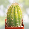 Echinopsis Hybrid Riverside Cactus Cutting Large Unrooted Succulent Plant Propagation 12x4 Inch 4 Pound