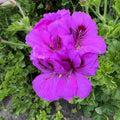 Pelargonium Cuttings 2 x 6" Purple & White Regal Geranium Fancy Flowering Pelargonium Plant