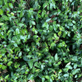 Wintercreeper Euonymus fortunei Starter Plants 6-Pack Evergreen Ground Cover Vines for Landscaping