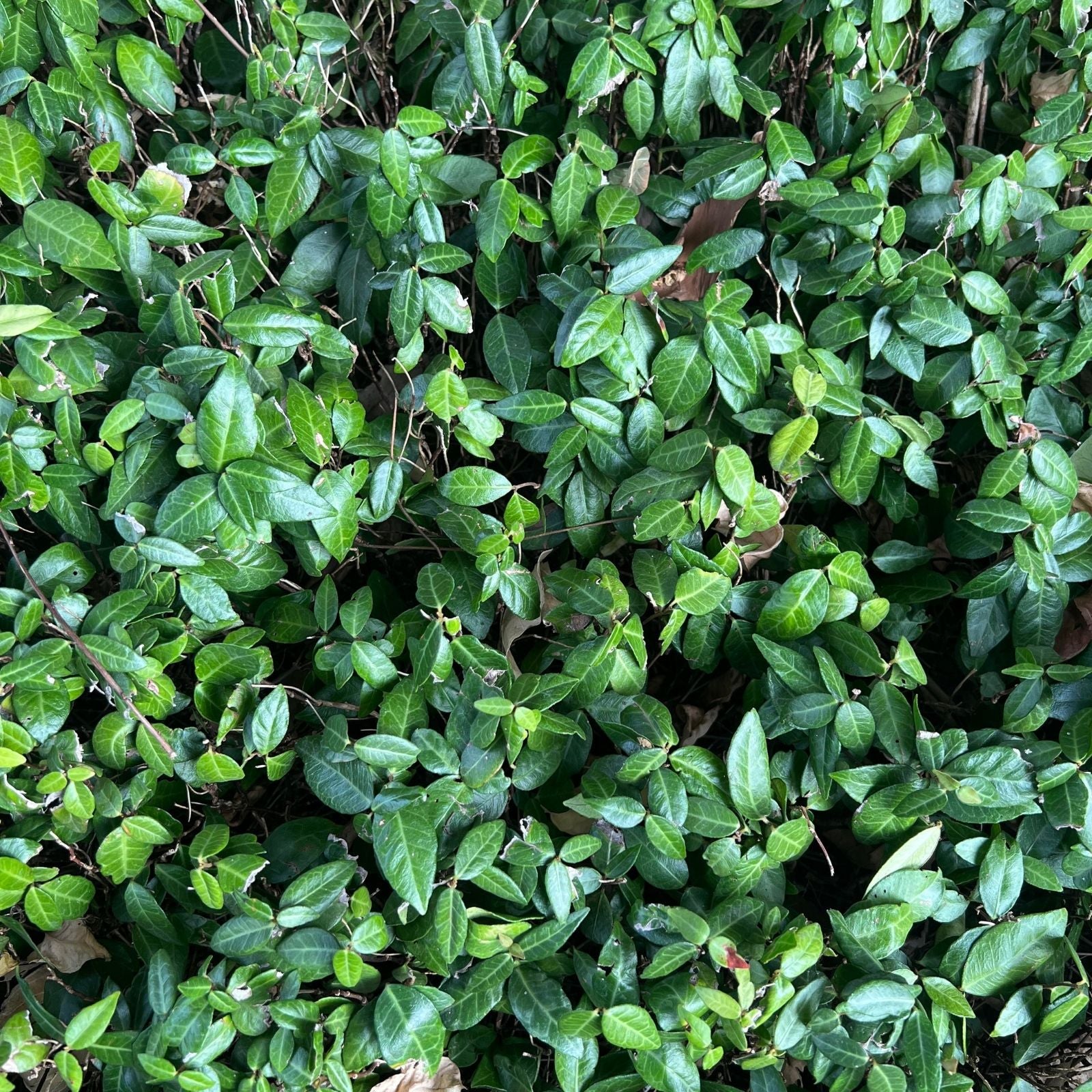 Wintercreeper Euonymus fortunei Starter Plants 6-Pack Evergreen Ground Cover Vines for Landscaping
