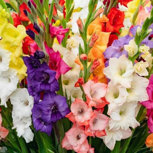 Mixed Colors Gladiolus Bulbs - Garden Flower Bulbs, Gladiolus hortulanus, Summer Blooming, Easy to Grow Live Plant