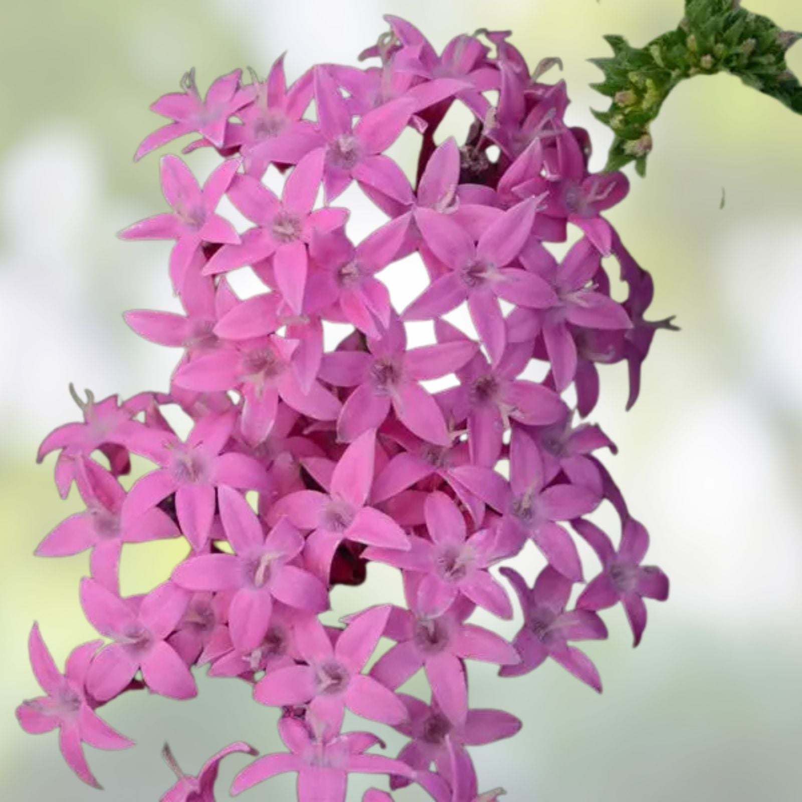 Pentas Seeds 500 Count Northern Lights Lavender Flower Garden Seeds Perennial Butterfly Attractant Live Plant Cutting
