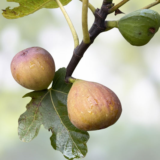 Olympian Fig Tree Cuttings Ficus carica 4-6 Inches Cold Hardy Fruit Tree Propagation 3 Pack Indoor Outdoor Gardening
