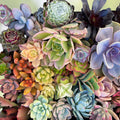 Cactus Cutting Succulent Plant Propagation Unique Variety for Home Decor Gardening - Fresh Stock