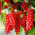Schisandra Chinensis Cuttings 20 Pack Limonnik Wu Wei Zi Magnolia Vine Live Plant Starter