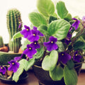 Fresh African Violet Leaf Cutting for Propagation - Houseplant Starter, Live Plant, AV-Soap Bubbles, AV-Mylnye Puzyri