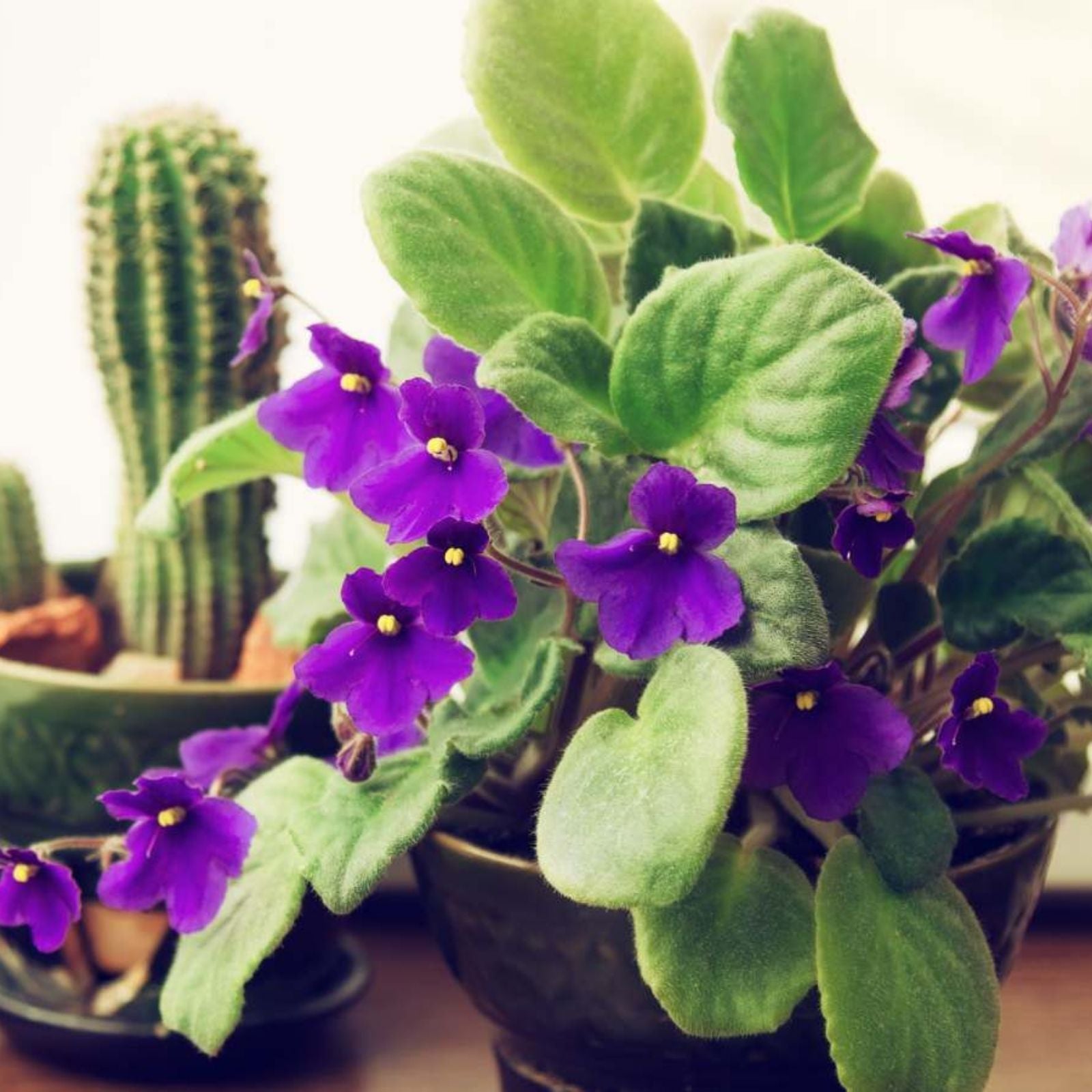 Fresh African Violet Leaf Cutting for Propagation - Houseplant Starter, Live Plant, AV-Soap Bubbles, AV-Mylnye Puzyri