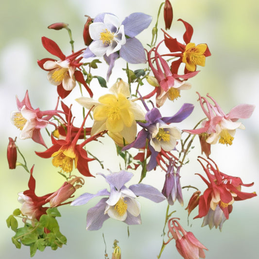 Multicolor Columbine Seeds 100 Pack | Aquilegia caerulea Garden Flower Seeds | Non-GMO Live Plant or Cutting