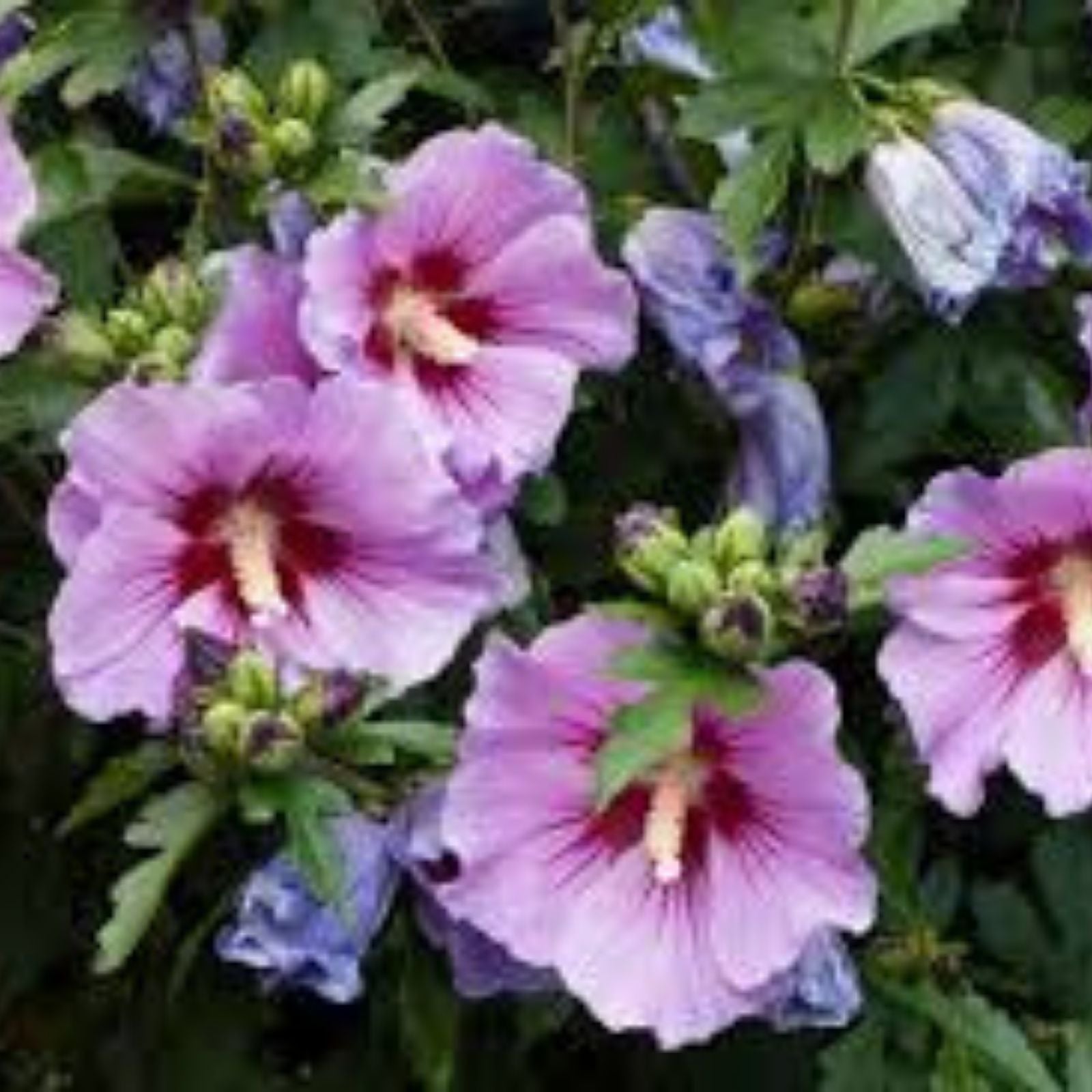 Rose of Sharon Plant Set of 4 Hibiscus syriacus Ornamental Shrubs Garden, Mixed Colors, 2-3 Years Old