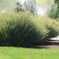 Willow Bush Cuttings for Planting - Privacy Hedge, Salix purpurea, Green Foliage, Fast-Growing Shrubs