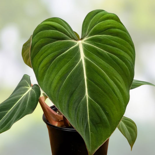 Philodendron Gloriosum Plant 4-inch Velvet Aroid Live Houseplant Rooted Cutting - Rare Indoor Plant