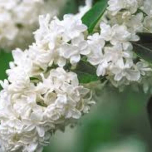 Madame Lemoine Lilac Starter Plant 4-8” Tall Syringa Vulgaris Well Rooted Perennial Shrub for Garden Landscaping