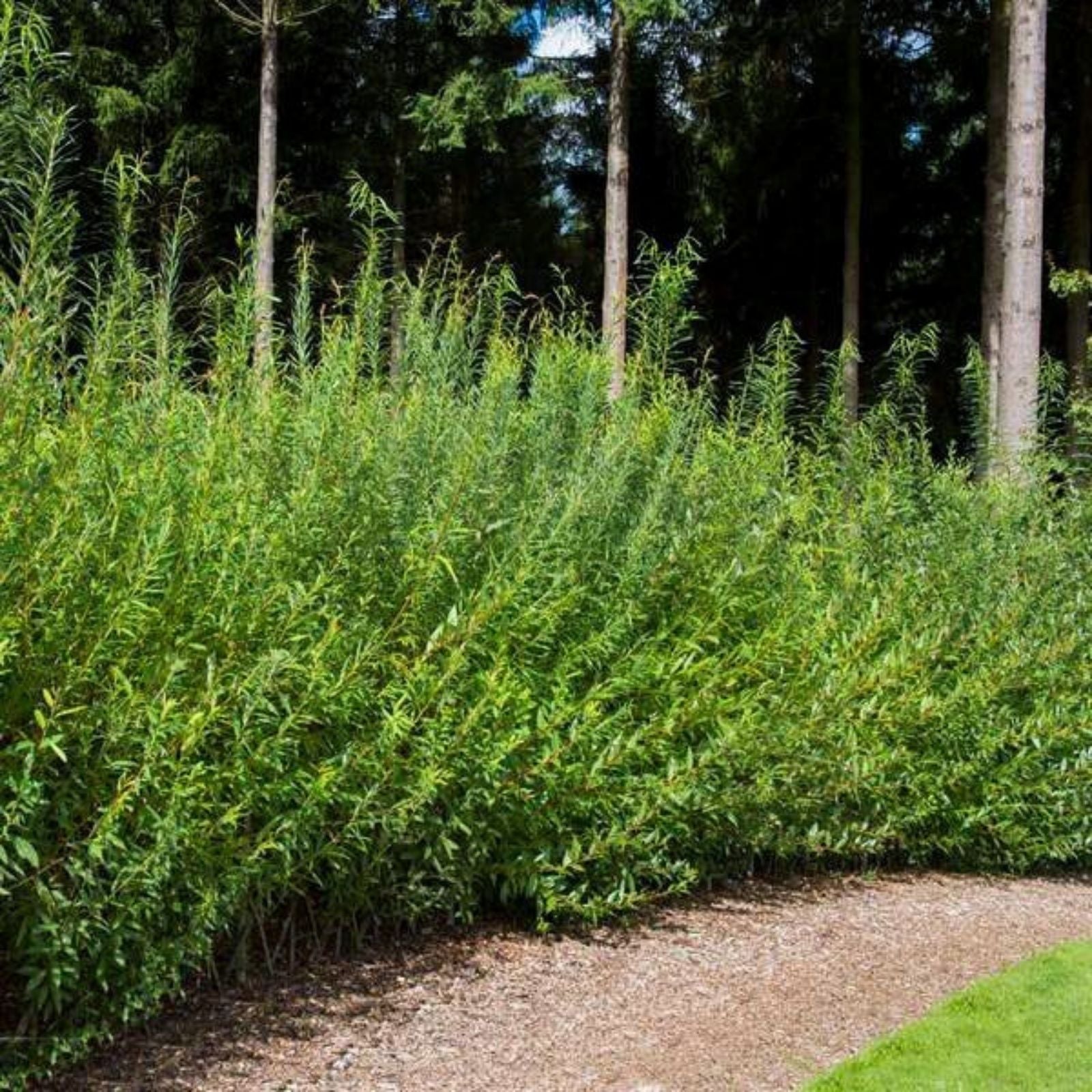 Austree Hybrid Willow Tree Cuttings, Salix Matsudana x Alba, Fast Growing Live Plant, Landscaping, Bare Root, Starter Plant