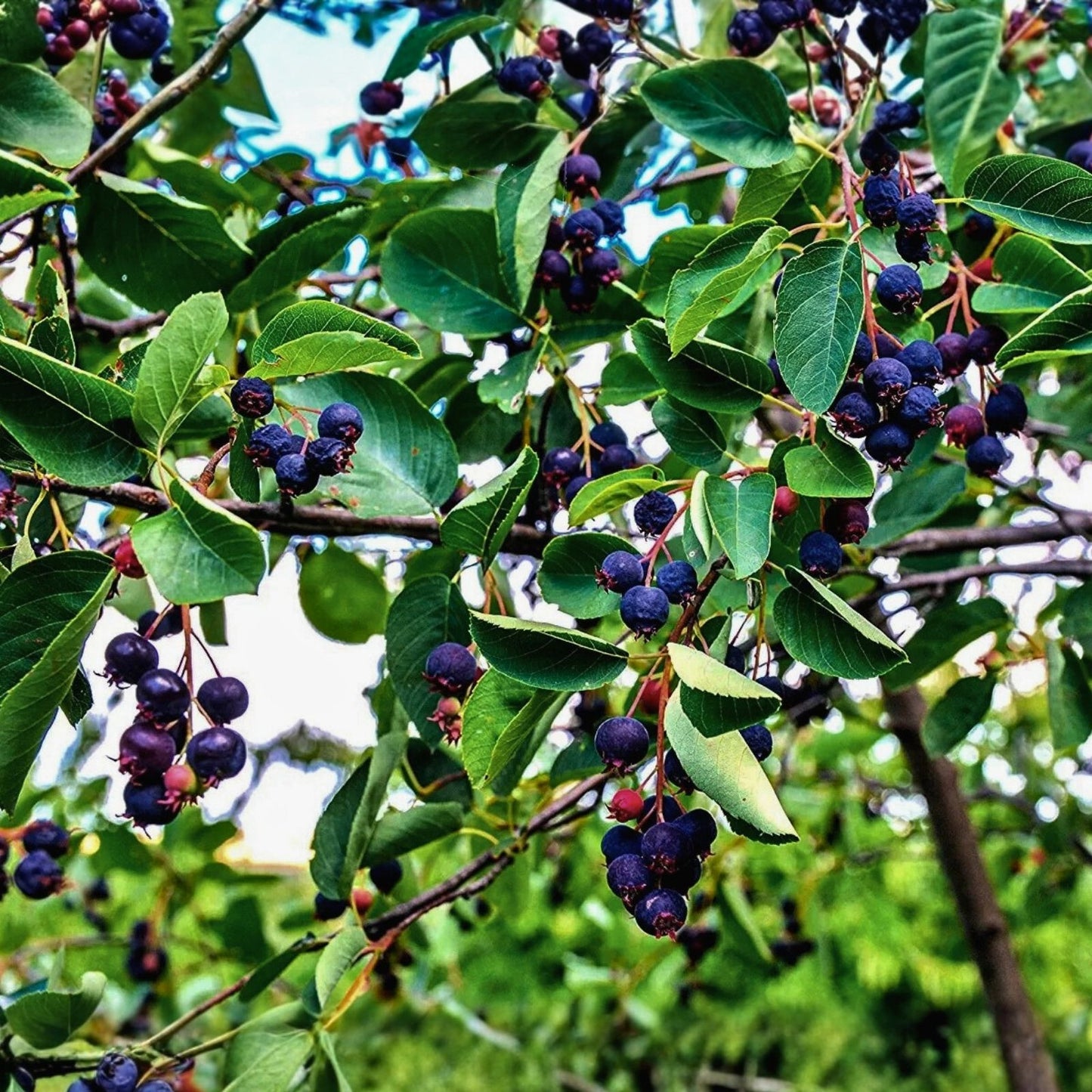 Juneberry Seeds for Planting - Amelanchier lamarckii Edible Berries, Ornamental Tree, Hardy Perennial Seeds, Fast Shipping
