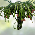 American Beauty Dragon Fruit Cutting 8 Inch Hylocereus undatus Edible Tropical Fruit Plant Live Starter Houseplant